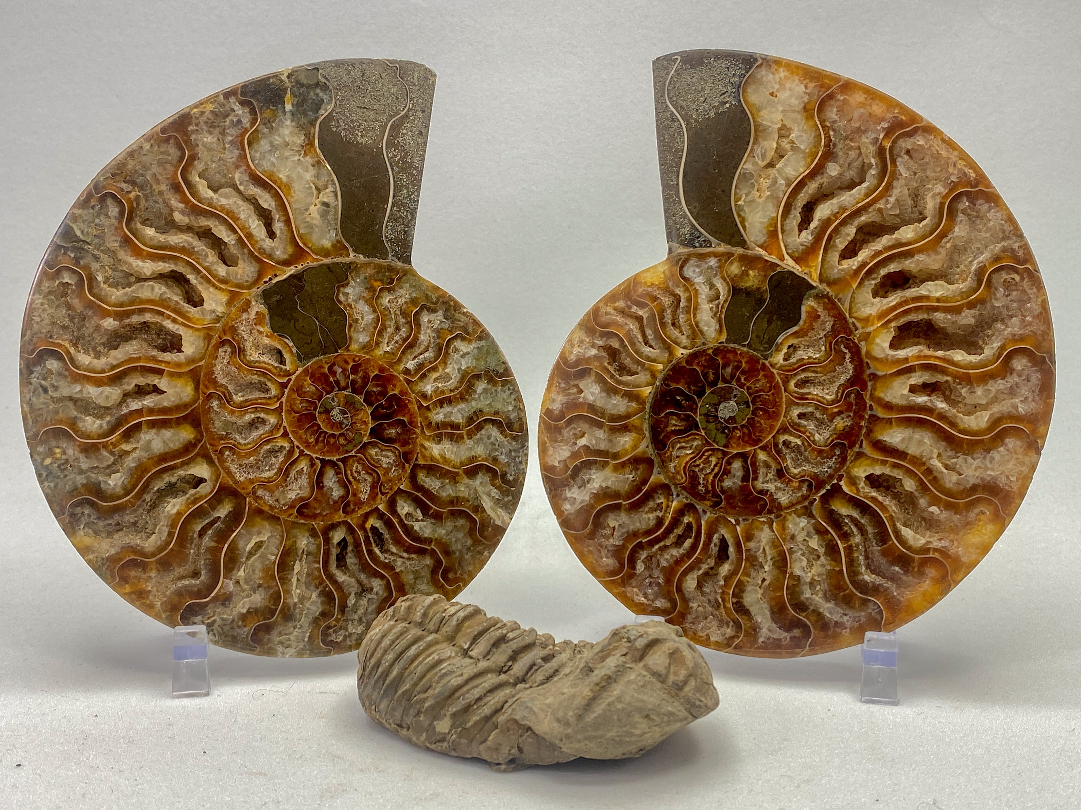 Fossils | 'rocks, crystals, fossils' - RocciaRoba