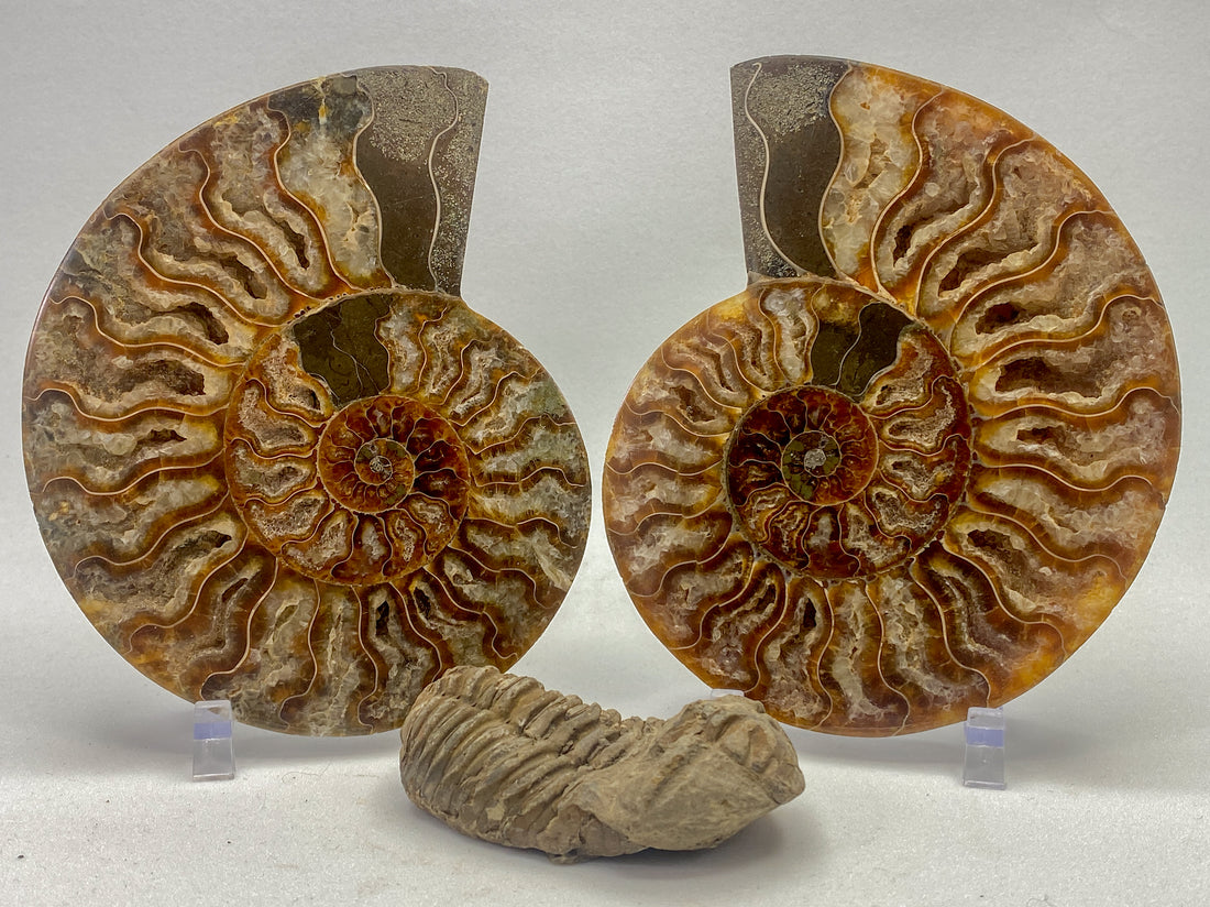 Fossils | 'rocks, crystals, fossils' - RocciaRoba
