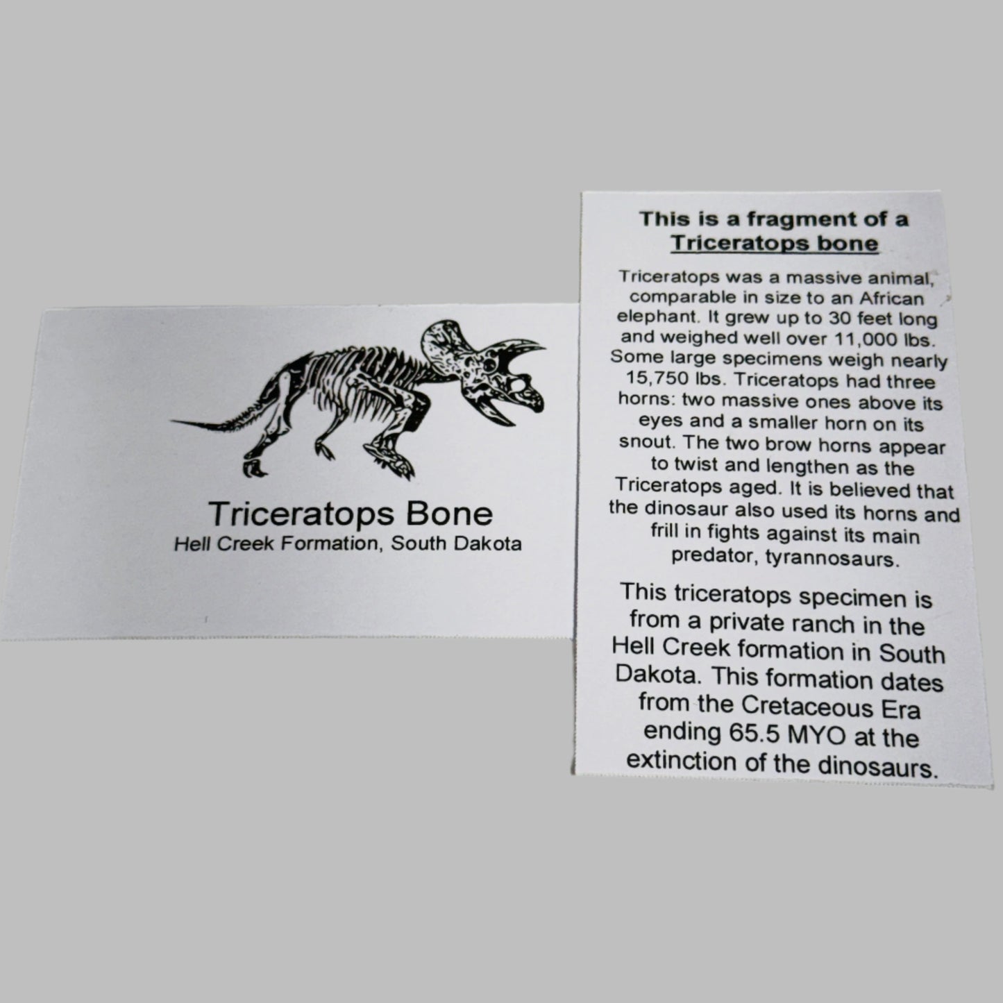 Triceratops Bone Fossil on Metal Stand