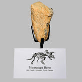 Triceratops Bone Fossil on Metal Stand