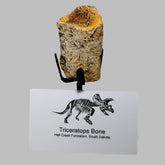 Triceratops Bone Fossil on Metal Stand
