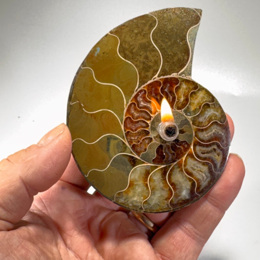 Manjunga Ammonite Fossil Cande – Handcrafted Rock Oil Lamp for Home Decor