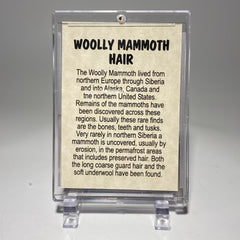 Woolly Mammoth Hair Display