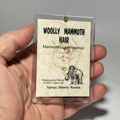 Woolly Mammoth Hair Display