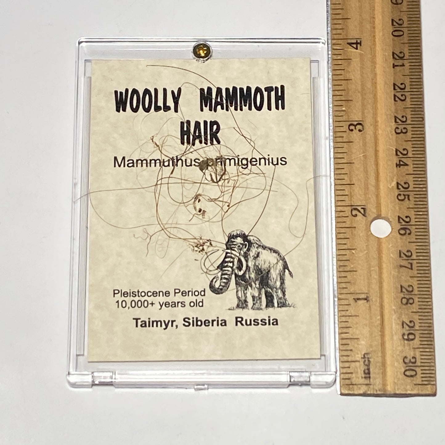 Woolly Mammoth Hair Display