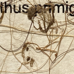 Woolly Mammoth Hair Display