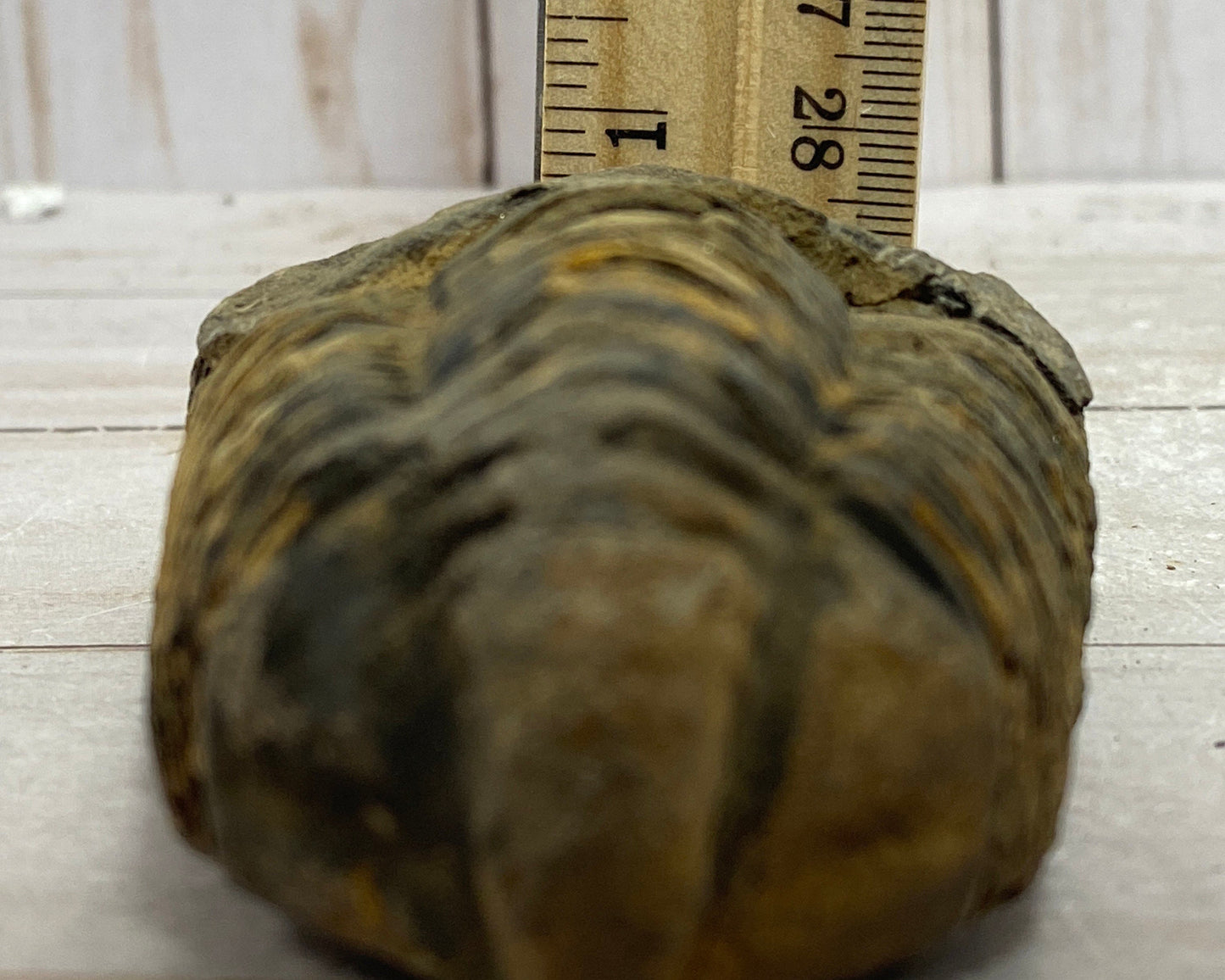 Roccia Roba - Trilobite fossil, Calymen trilobite, rock decor
