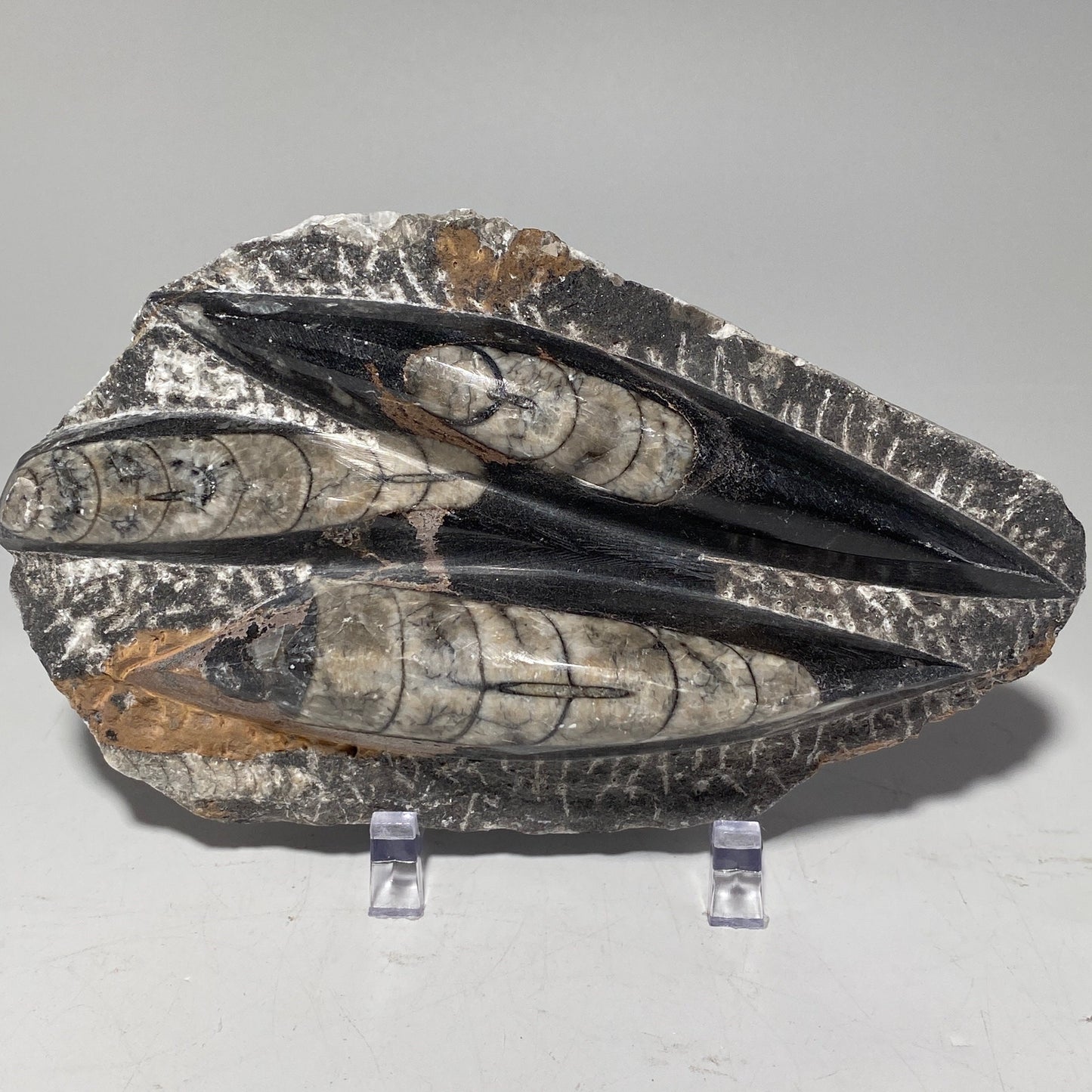 Roccia Roba - Orthoceras fossil plaque with stand, fossil cephalopod, rock decor