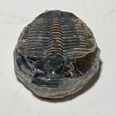 Trilobite fossil, Elrathia King from Utah