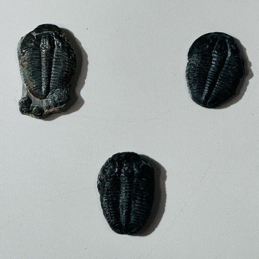 Trilobite fossil, Elrathia King from Utah