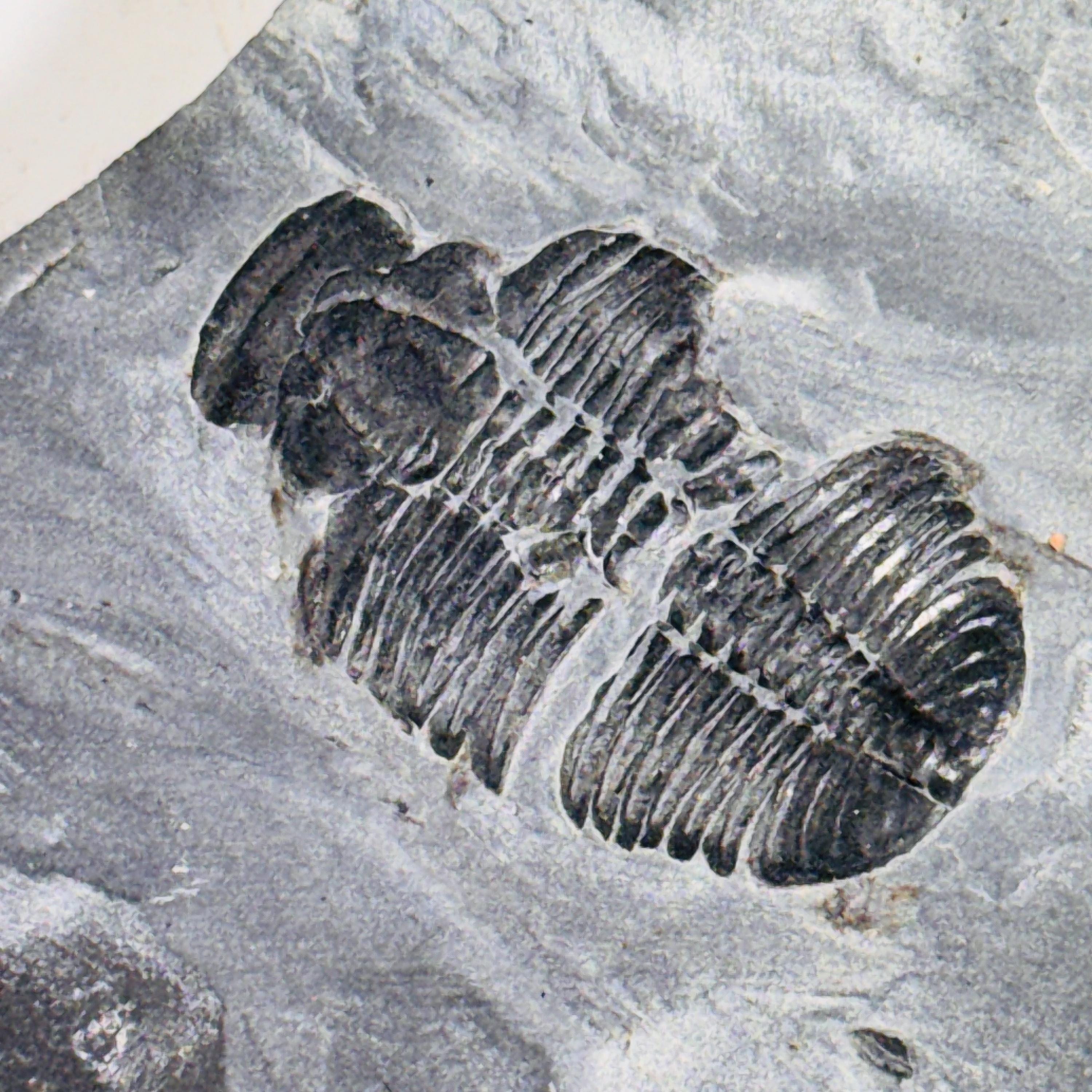 Trilobite fossil in Utah shale | fossil decor, Utah fossil, fossil collectible, trilobite specimen, Elrathia King, fossil lover gift