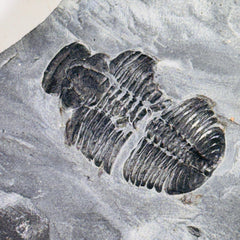 Trilobite fossil in Utah shale | fossil decor, Utah fossil, fossil collectible, trilobite specimen, Elrathia King, fossil lover gift