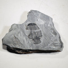 Trilobite fossil in Utah shale | fossil decor, Utah fossil, fossil collectible, trilobite specimen, Elrathia King, fossil lover gift