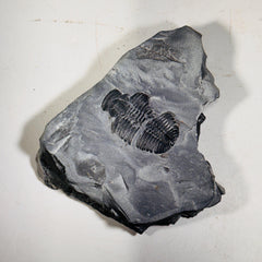 Trilobite fossil in Utah shale | fossil decor, Utah fossil, fossil collectible, trilobite specimen, Elrathia King, fossil lover gift