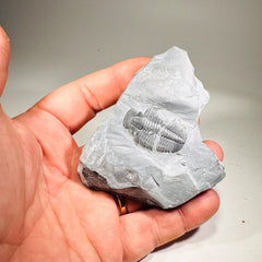 Trilobite fossil in Utah shale | fossil decor, Utah fossil, fossil collectible, trilobite specimen, Elrathia King, fossil lover gift