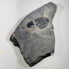 Trilobite fossil in Utah shale | fossil decor, Utah fossil, fossil collectible, trilobite specimen, Elrathia King, fossil lover gift