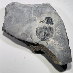 Trilobite fossil in Utah shale | fossil decor, Utah fossil, fossil collectible, trilobite specimen, Elrathia King, fossil lover gift