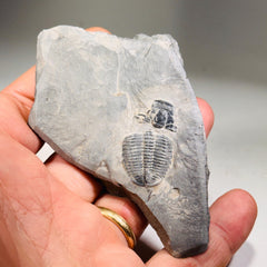 Trilobite fossil in Utah shale | fossil decor, Utah fossil, fossil collectible, trilobite specimen, Elrathia King, fossil lover gift