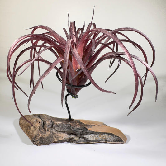 Artificial air plant holder with burgundy leaves on tooth-shaped stone base