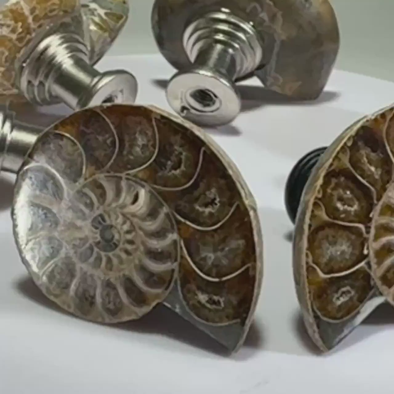 Large Fossil Ammonite Cabinet Knob
