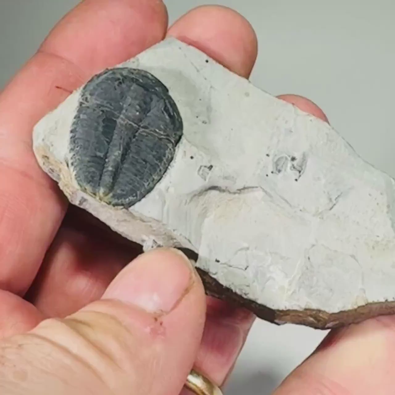 Trilobite fossils in Utah shale