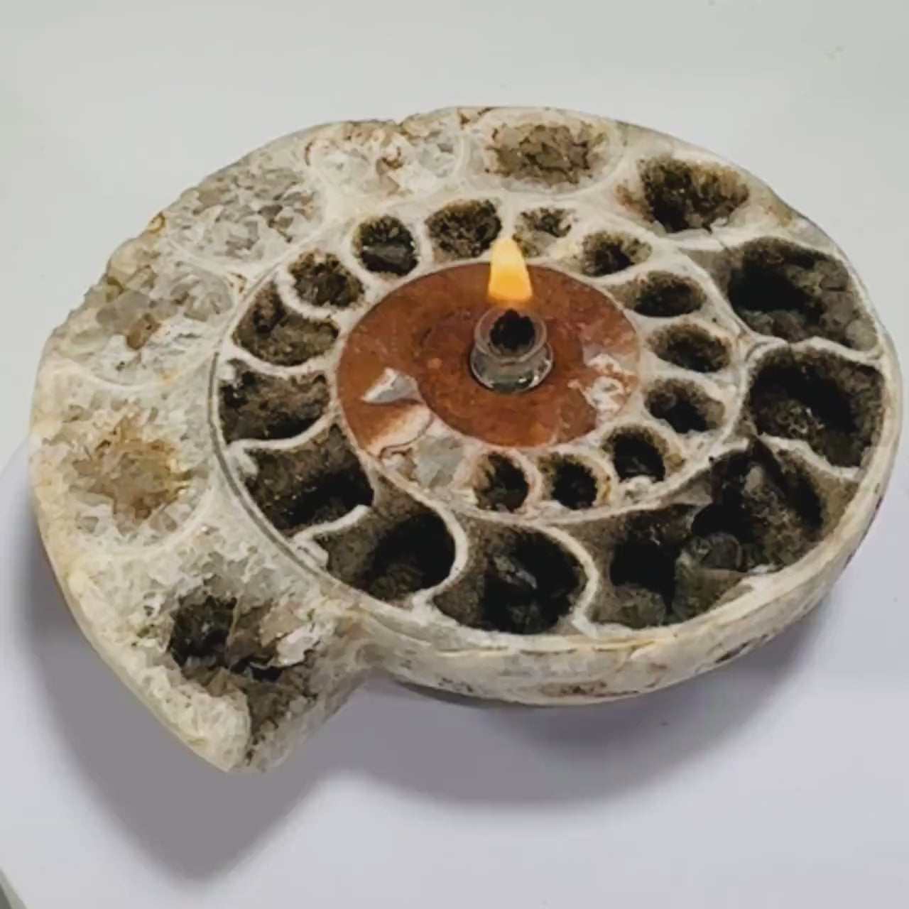 Rock Candle - Ammonite fossil