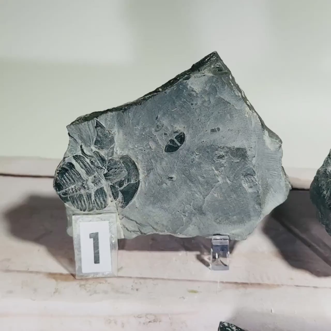 Partial trilobite fossils in Utah shale
