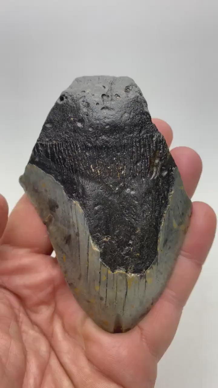 Real Fossil Megalodon Tooth, 4.5 inches long