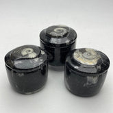 Fossil gift box, natural black Orthoceras fossils - RocciaRoba