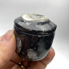 Fossil gift box, natural black Orthoceras fossils - RocciaRoba