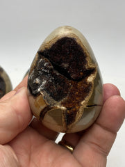 Dragons Egg Septarian Nodule