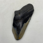 Real Fossil Megalodon Tooth, 4.75 inches long