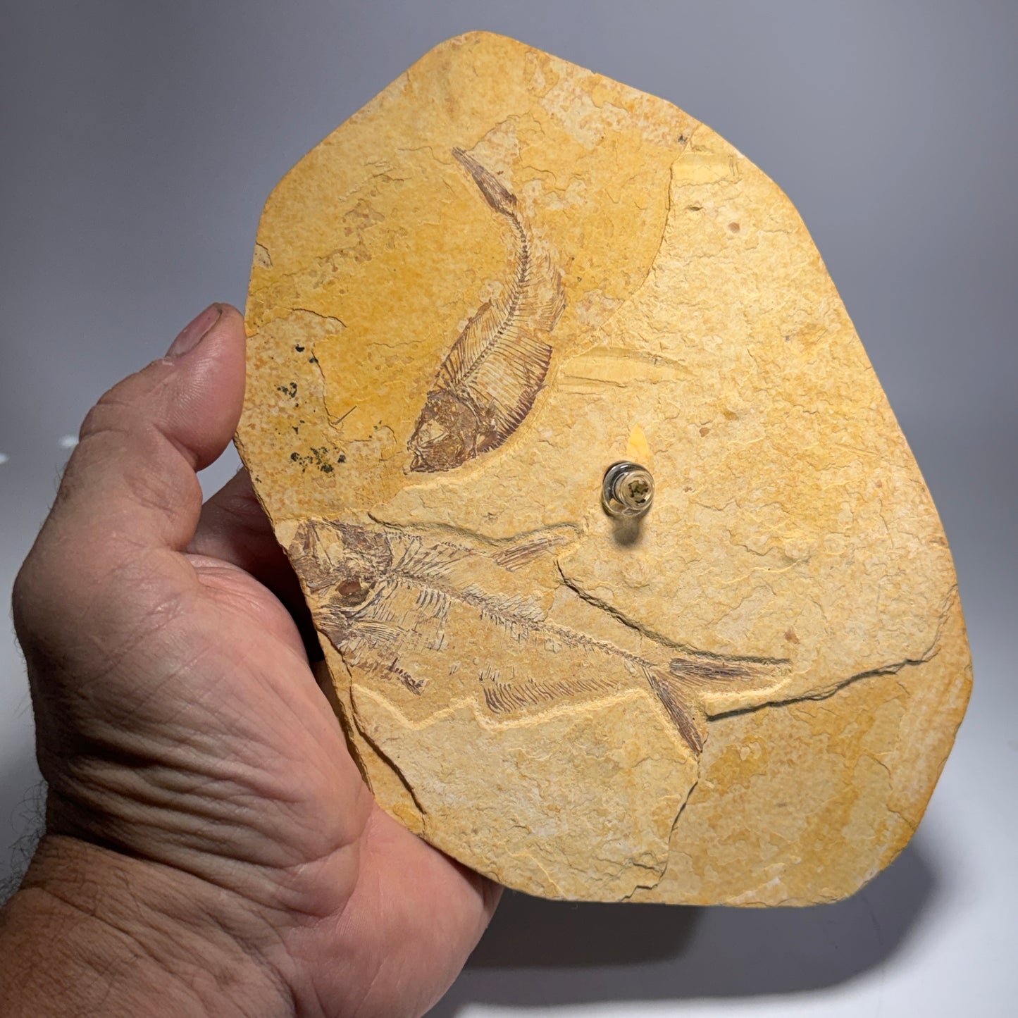 Rock Candle, Wyoming Fish Fossil