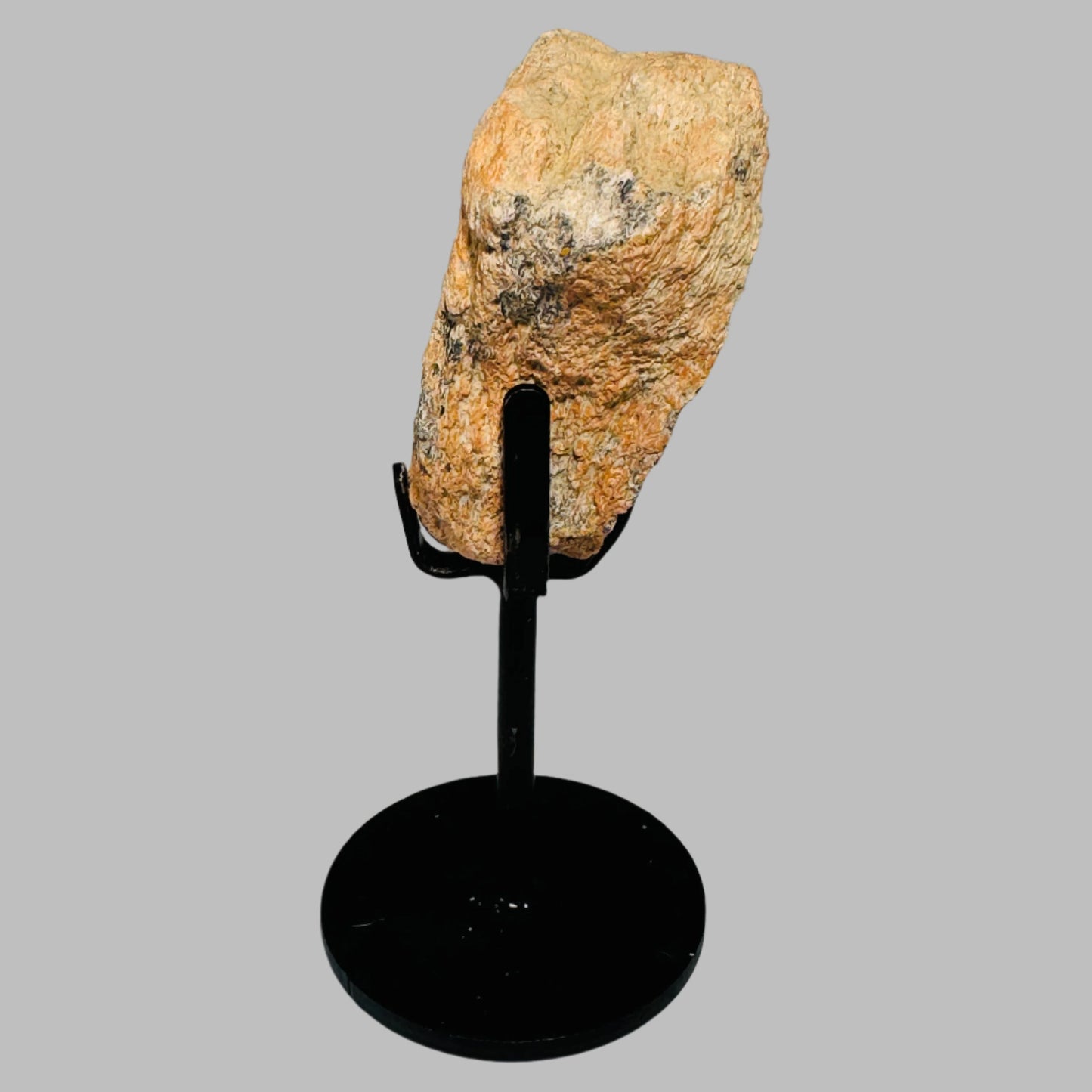 Triceratops Bone Fossil on Metal Stand