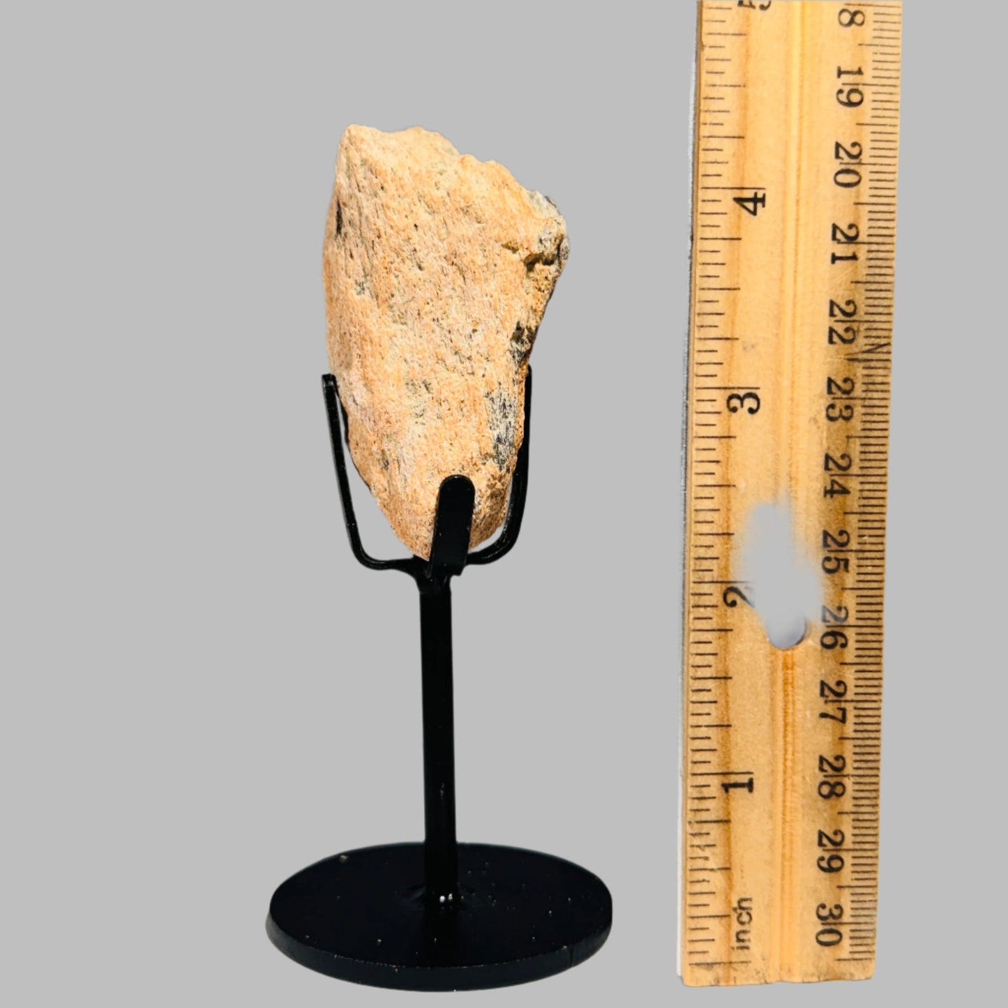Triceratops Bone Fossil on Metal Stand