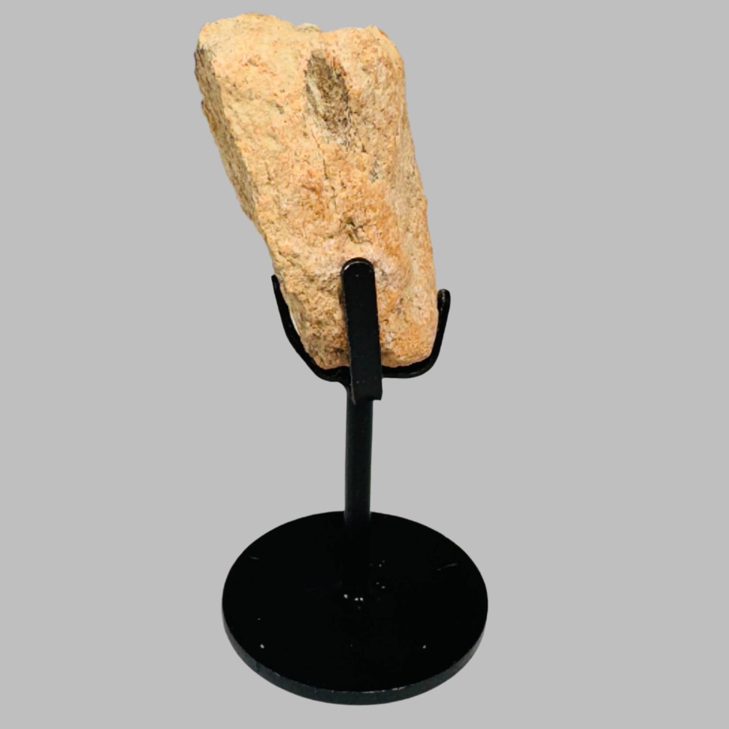 Triceratops Bone Fossil on Metal Stand
