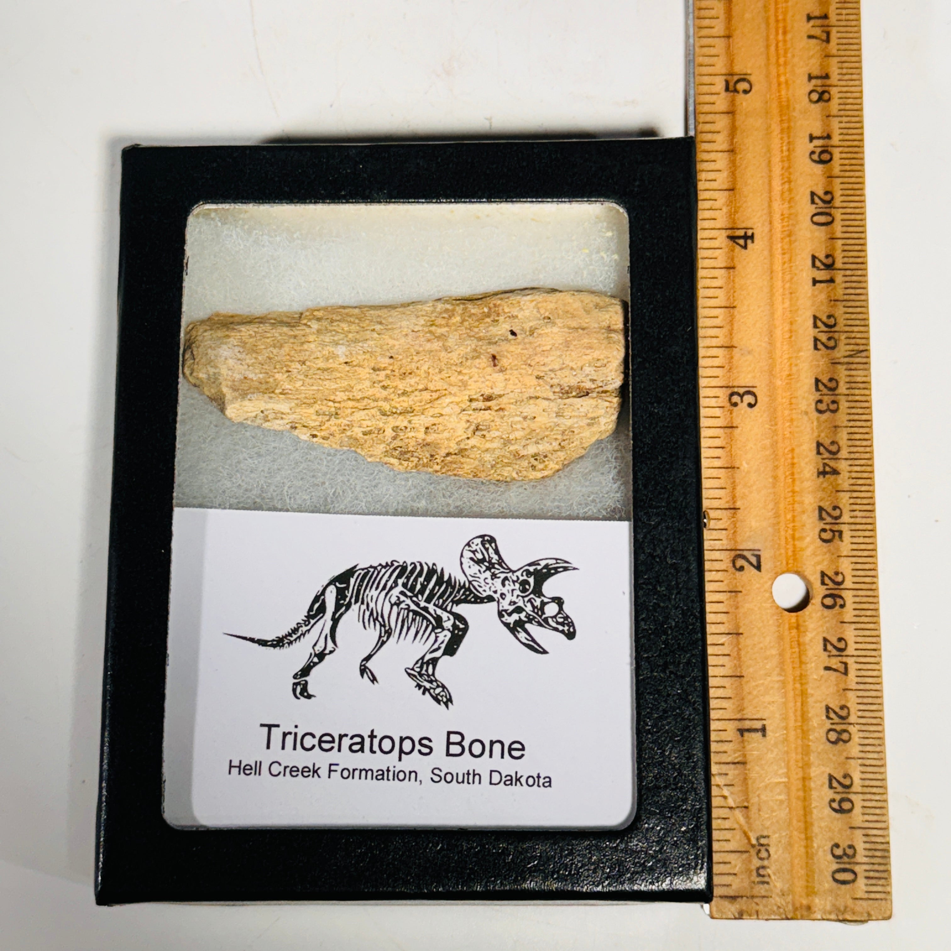 Triceratops Bone Fossil in Case