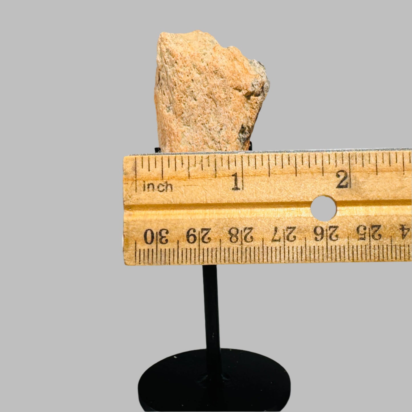 Triceratops Bone Fossil on Metal Stand