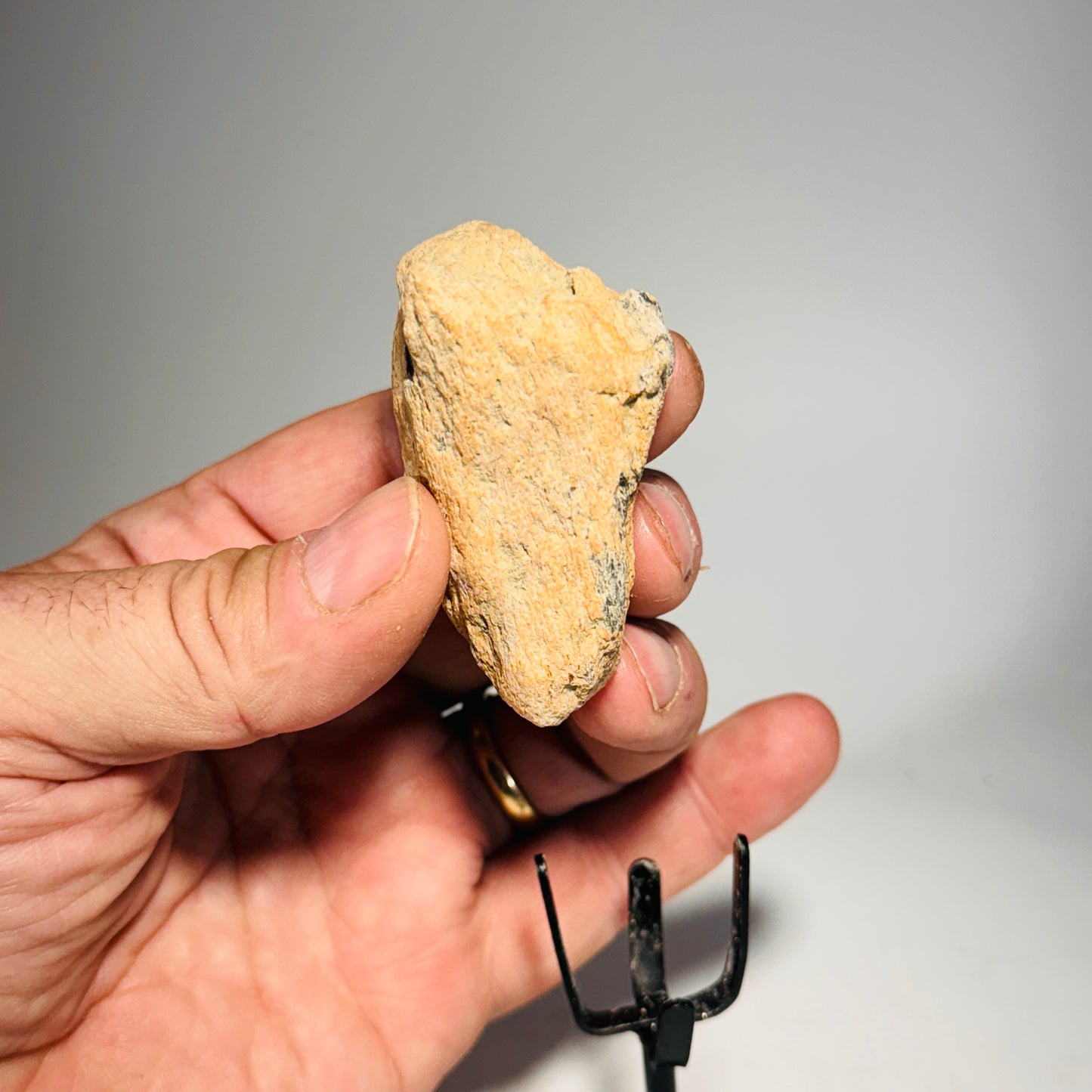 Triceratops Bone Fossil on Metal Stand