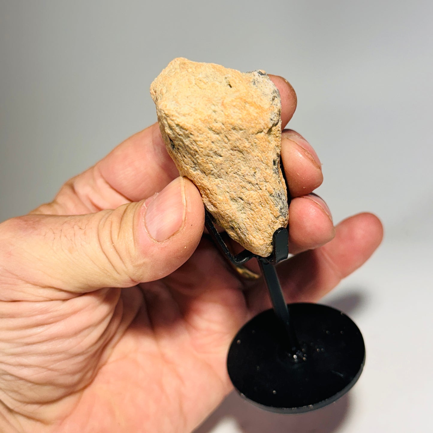 Triceratops Bone Fossil on Metal Stand