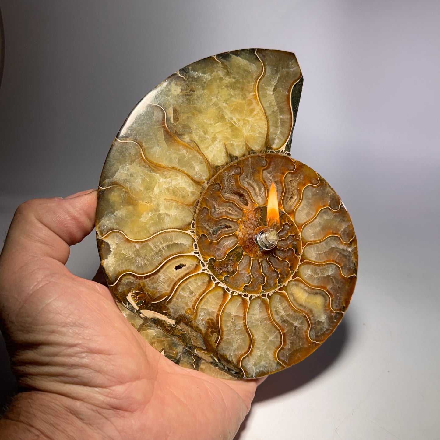 A hand holds a carved natural ammonite shell wall sconce with a lit candle inside, set against a neutral gray studio background.
