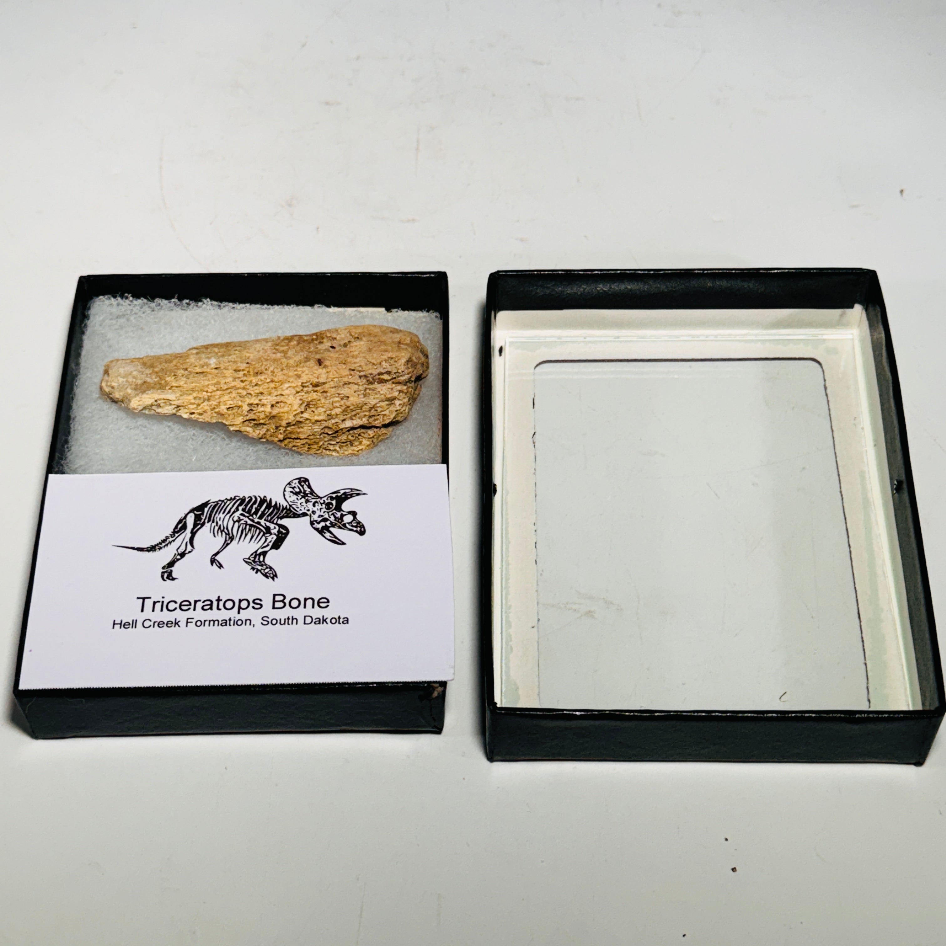 Triceratops Bone Fossil in Case