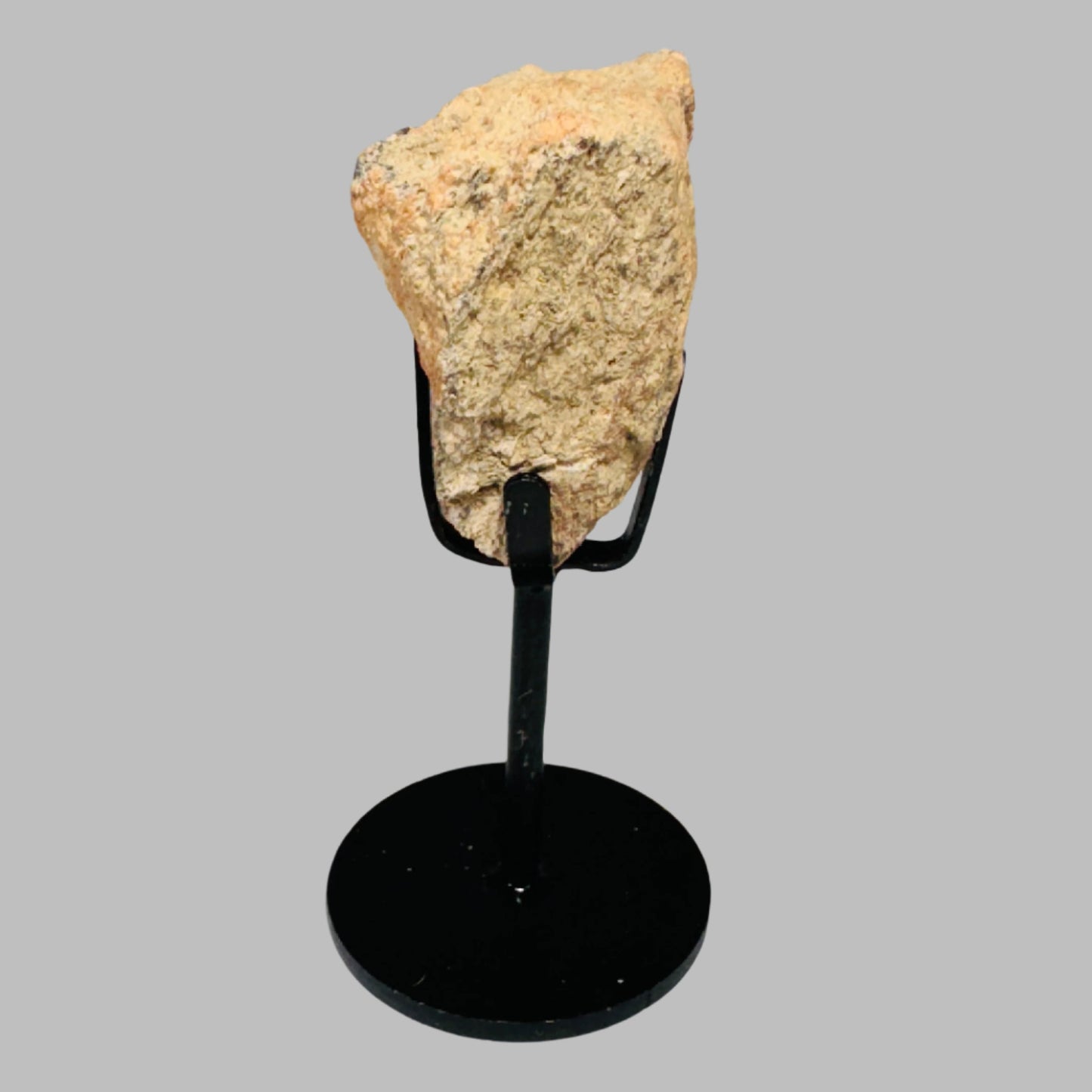 Triceratops Bone Fossil on Metal Stand