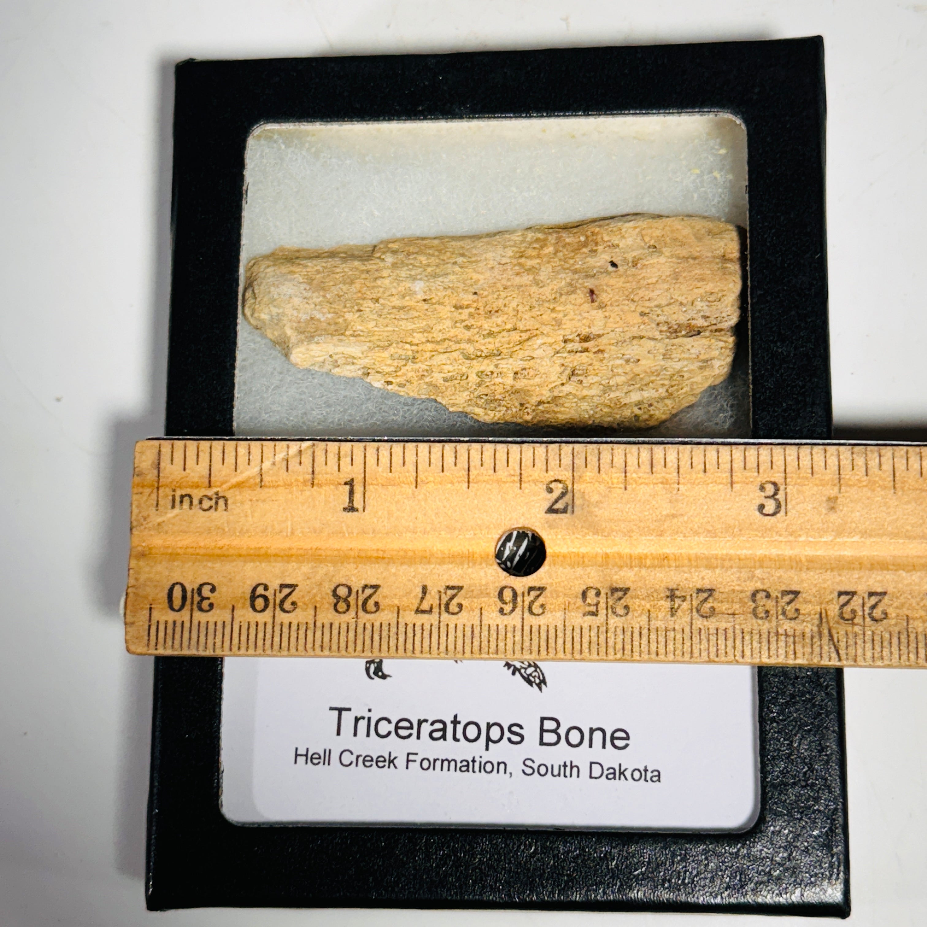 Triceratops Bone Fossil in Case