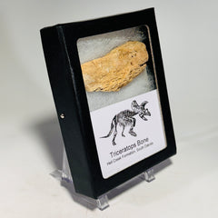 Triceratops Bone Fossil in Case