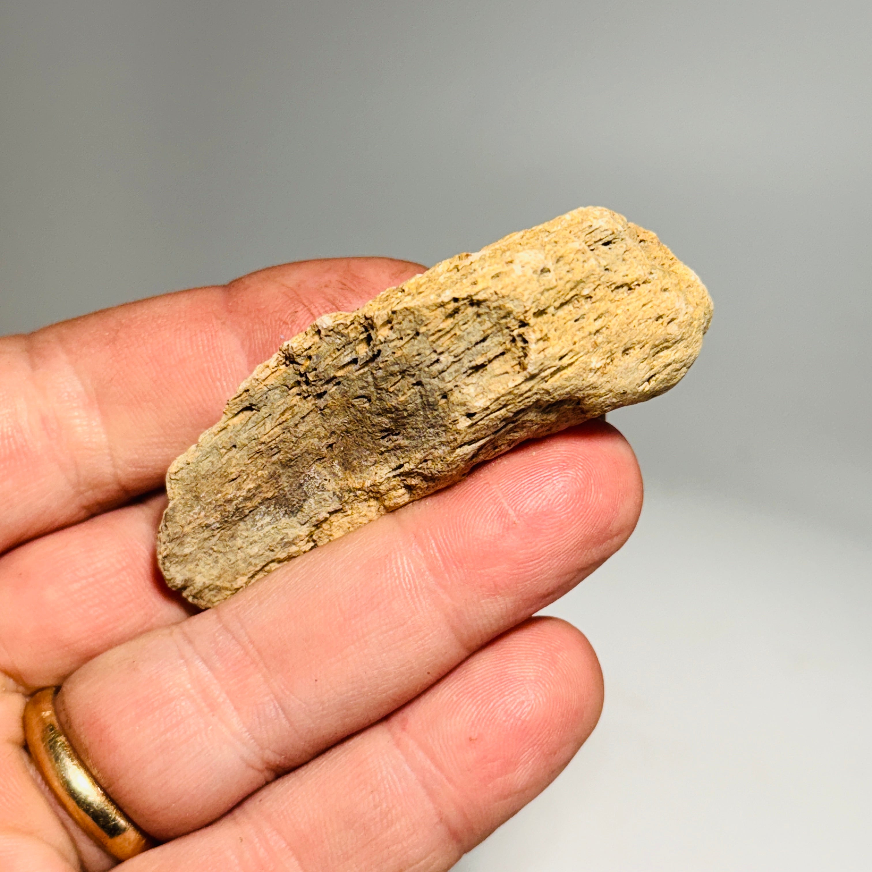 Triceratops Bone Fossil in Case