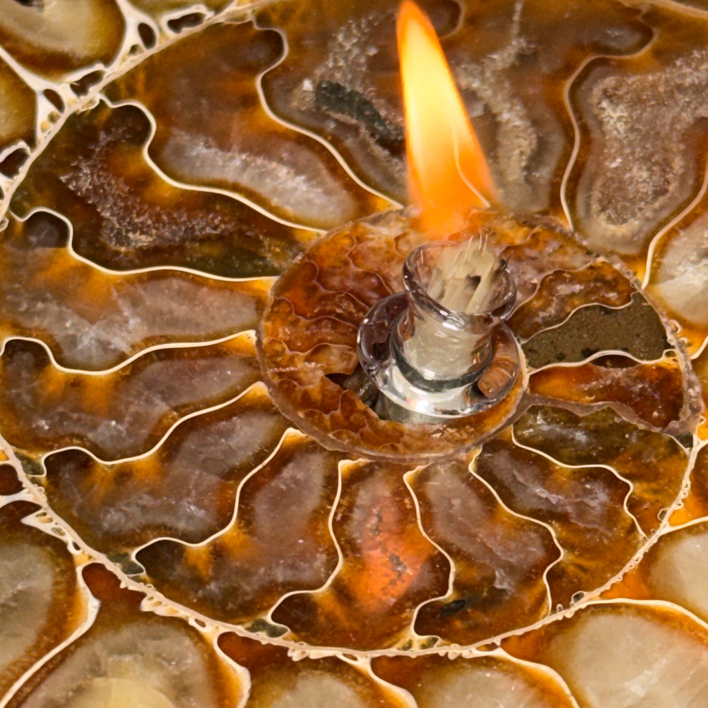 Manjunga Ammonite Fossil Cande – Handcrafted Rock Oil Lamp for Home Decor