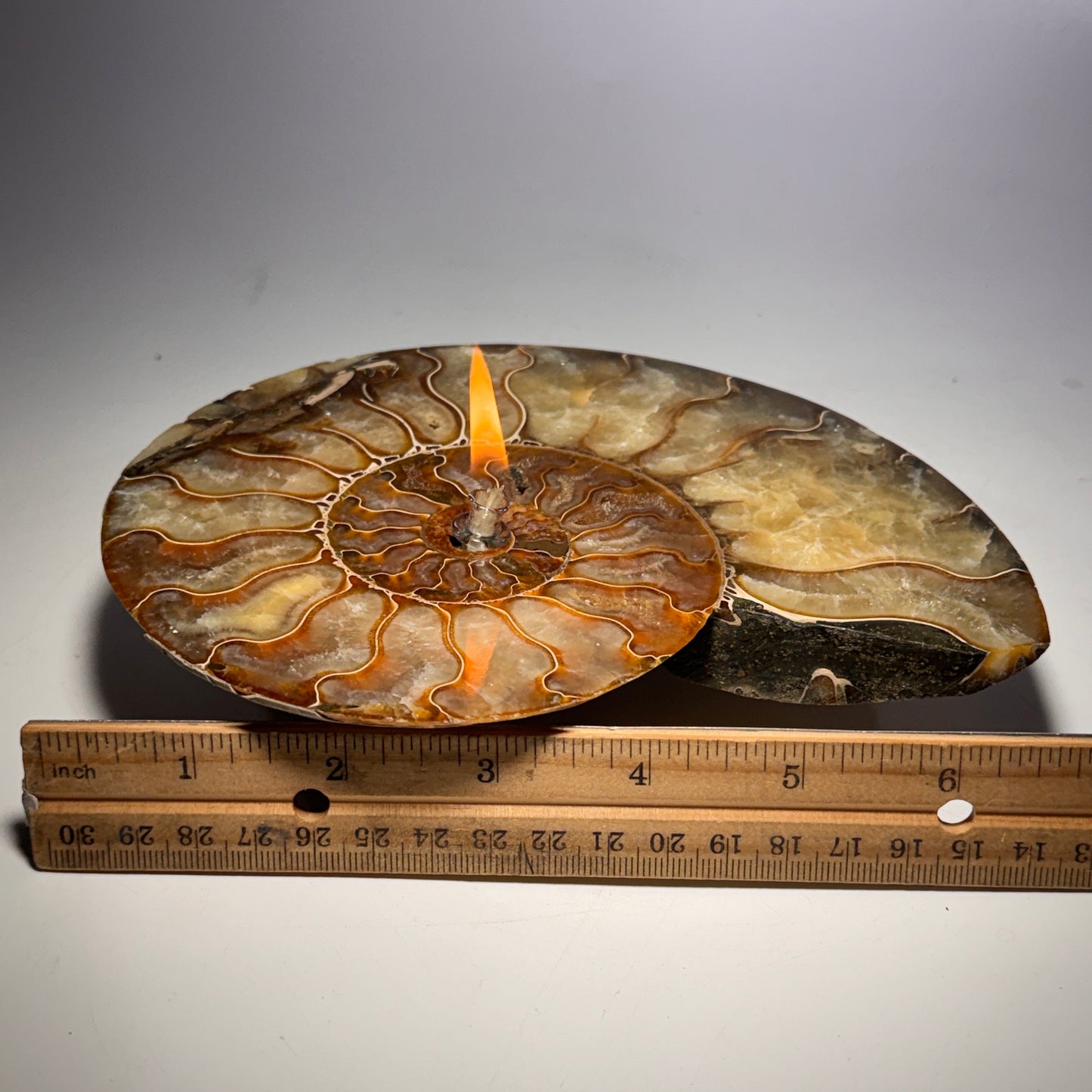 Manjunga Ammonite Fossil Cande – Handcrafted Rock Oil Lamp for Home Decor
