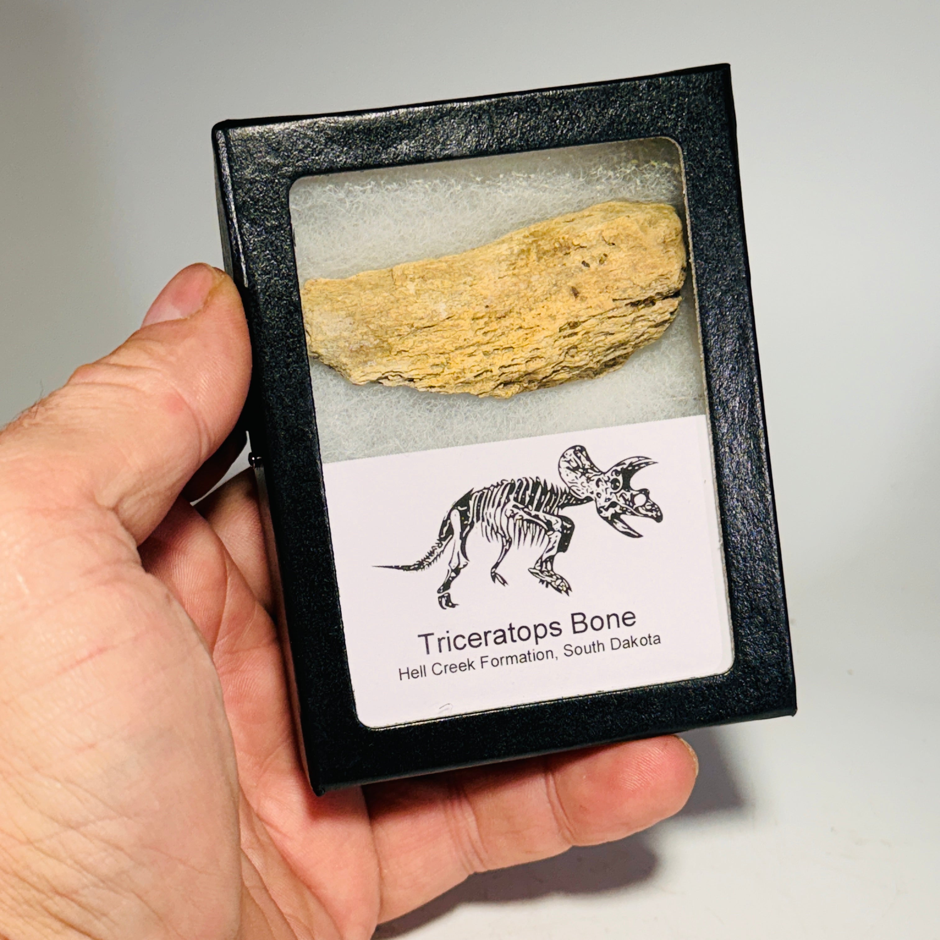 Triceratops Bone Fossil in Case