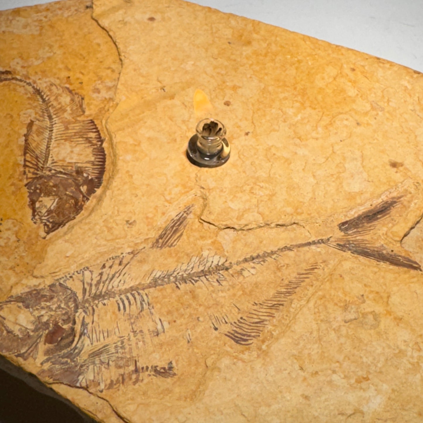 Rock Candle, Wyoming Fish Fossil